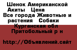 Шенок Американской Акиты › Цена ­ 35 000 - Все города Животные и растения » Собаки   . Курганская обл.,Притобольный р-н